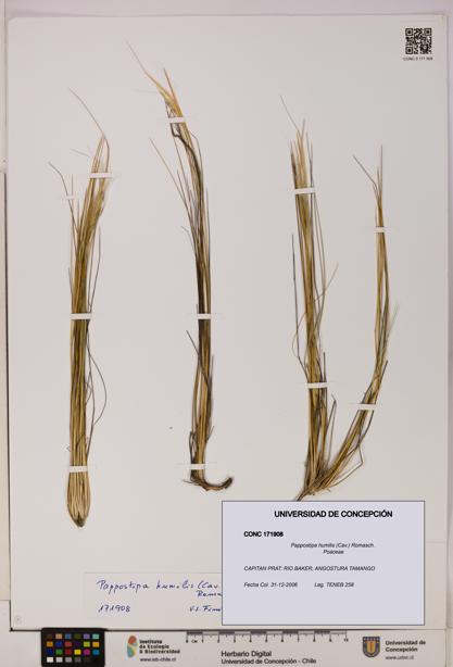Pappostipa humilis [Espécimen: UDEC:CONC:0171908]