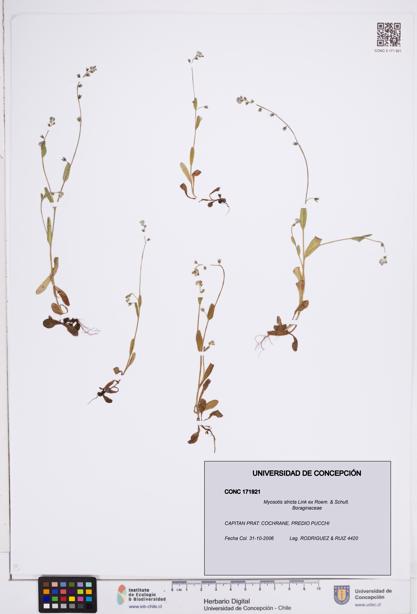 Myosotis stricta [Espécimen: ]