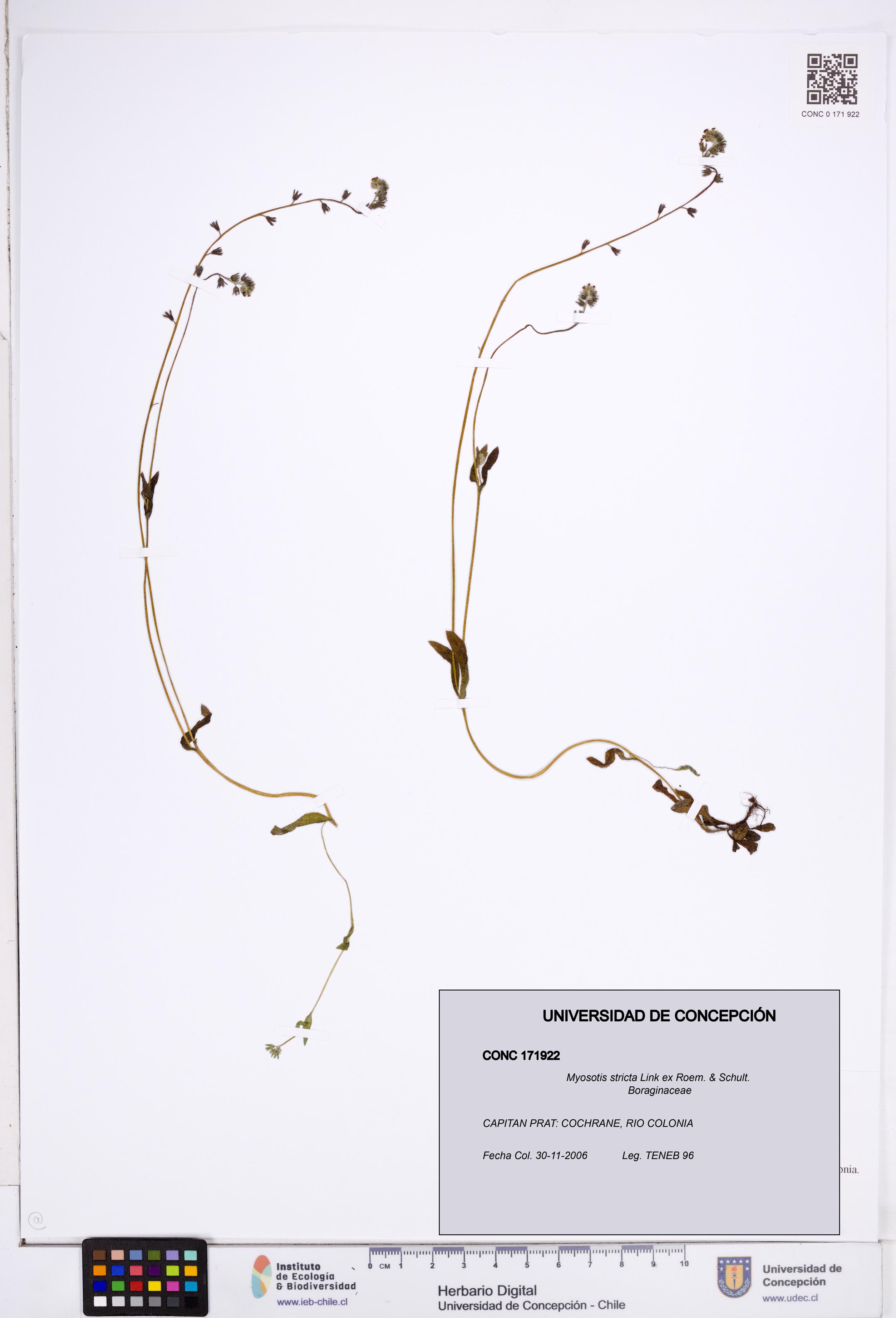 Myosotis stricta [Espécimen: ]