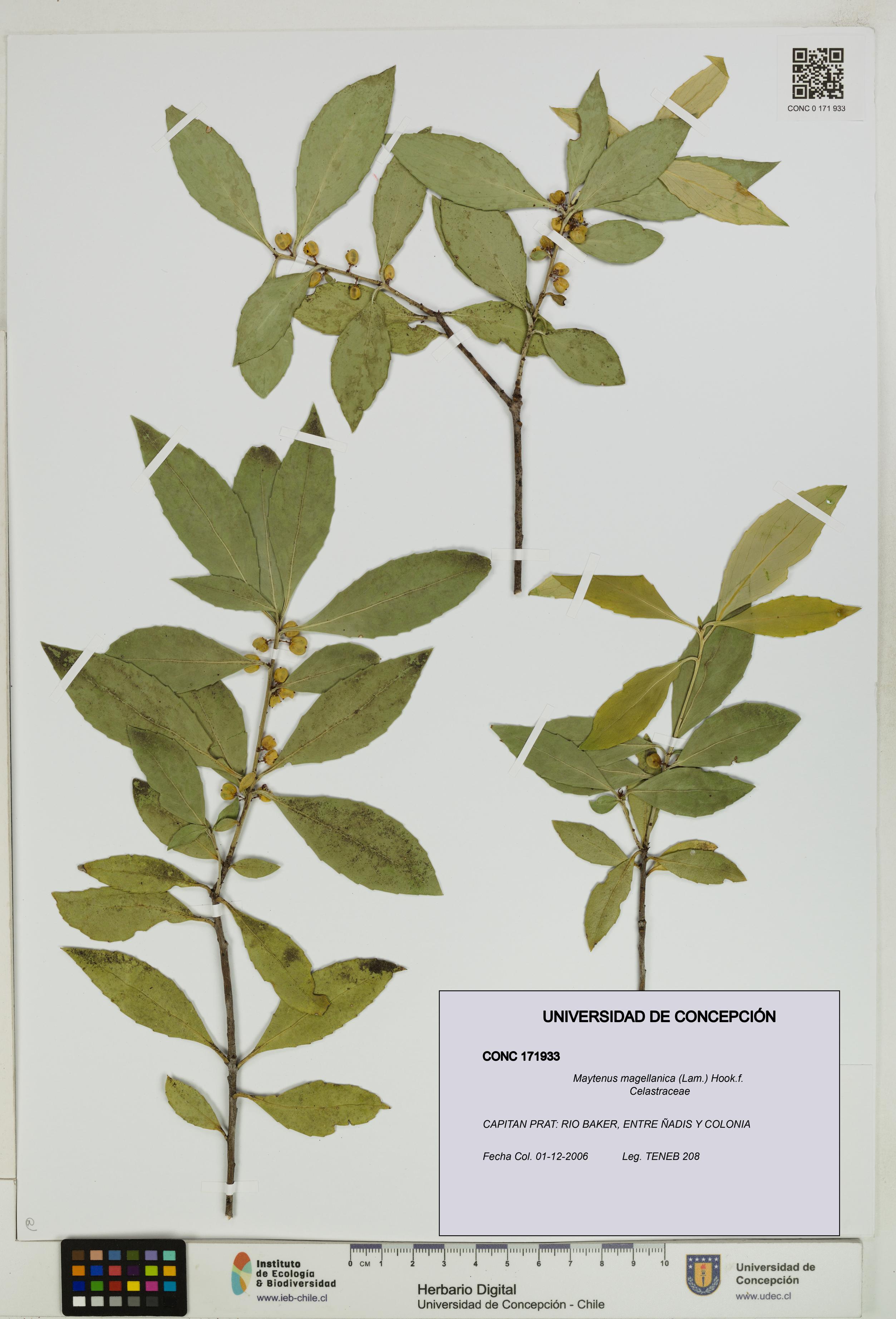 Maytenus magellanica [Espécimen: UDEC:CONC:0171933]