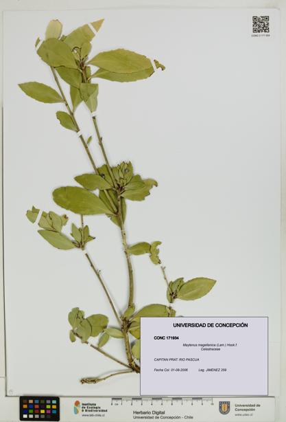 Maytenus magellanica [Espécimen: UDEC:CONC:0171934]