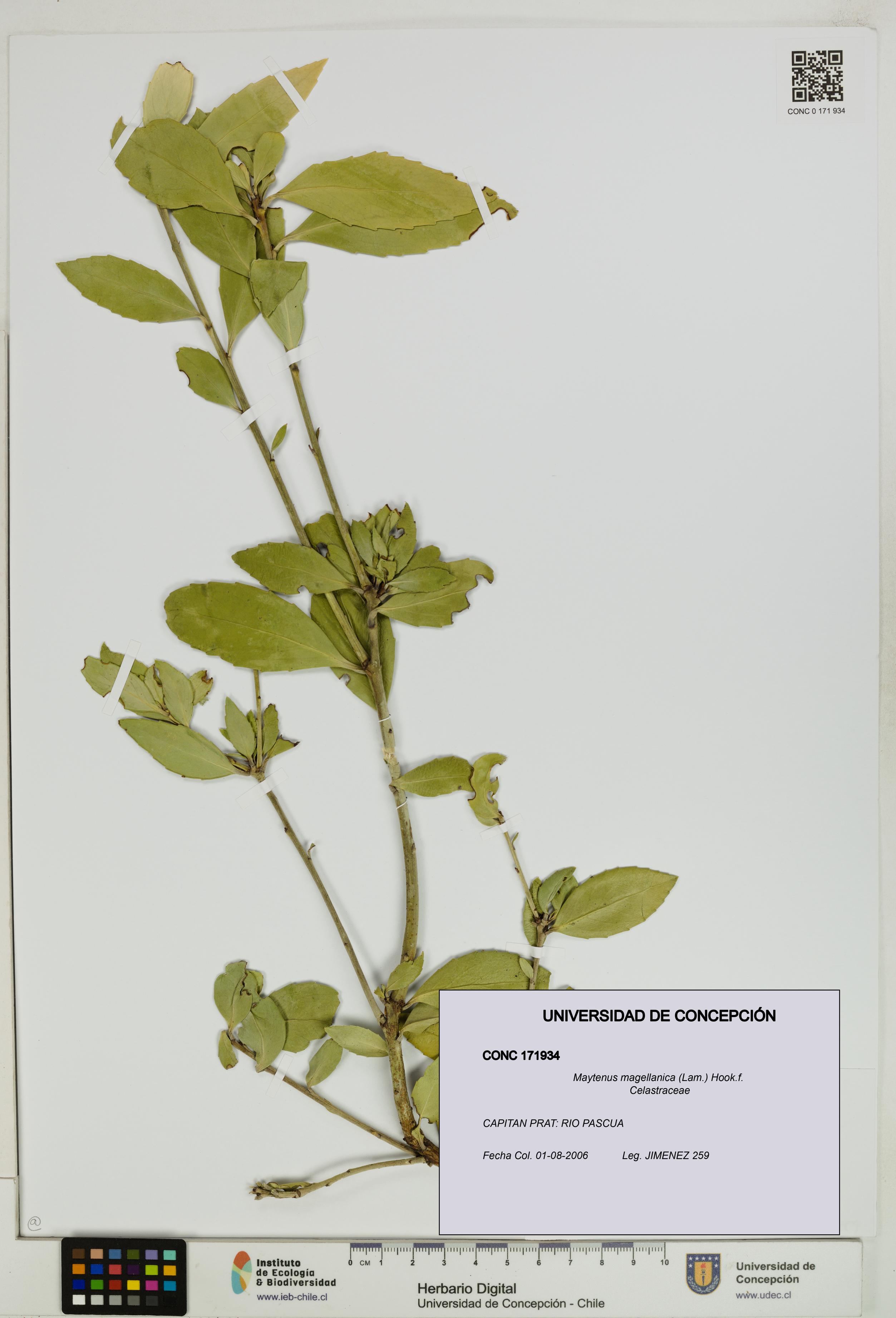 Maytenus magellanica [Espécimen: UDEC:CONC:0171934]
