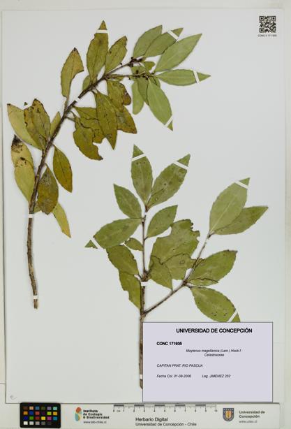 Maytenus magellanica [Espécimen: UDEC:CONC:0171935]
