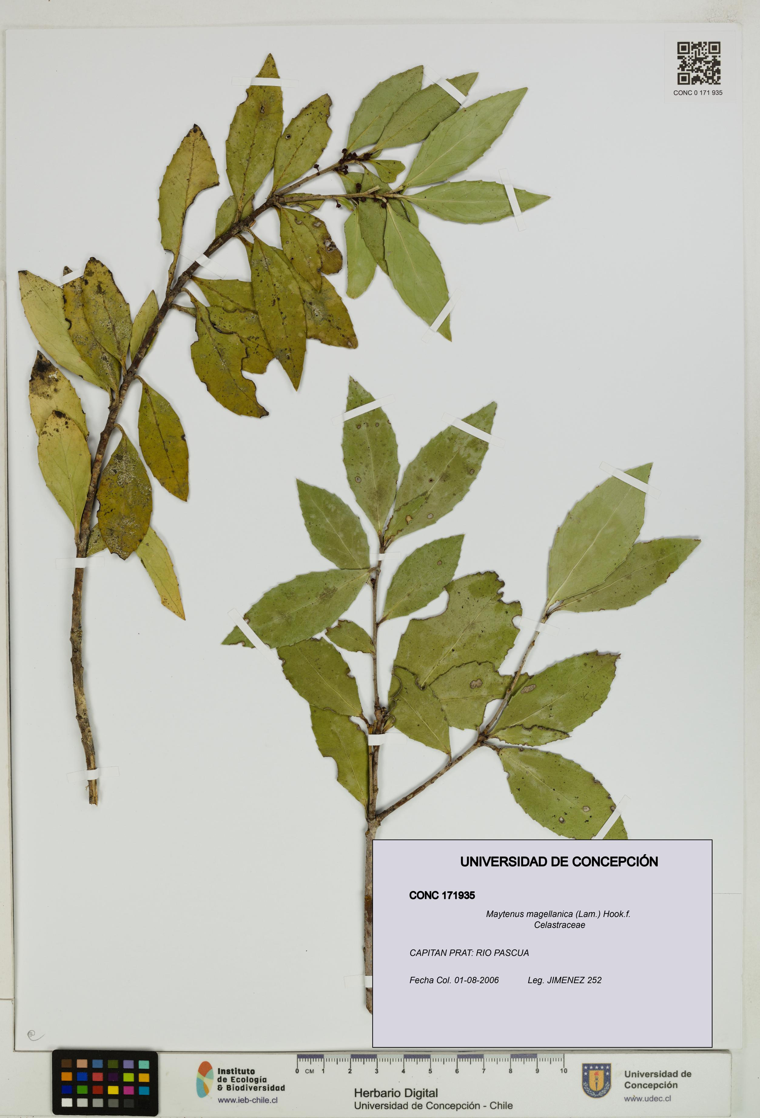 Maytenus magellanica [Espécimen: UDEC:CONC:0171935]