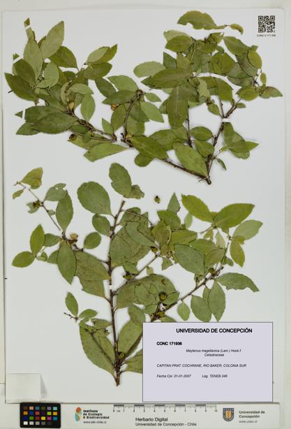 Maytenus magellanica [Espécimen: UDEC:CONC:0171936]