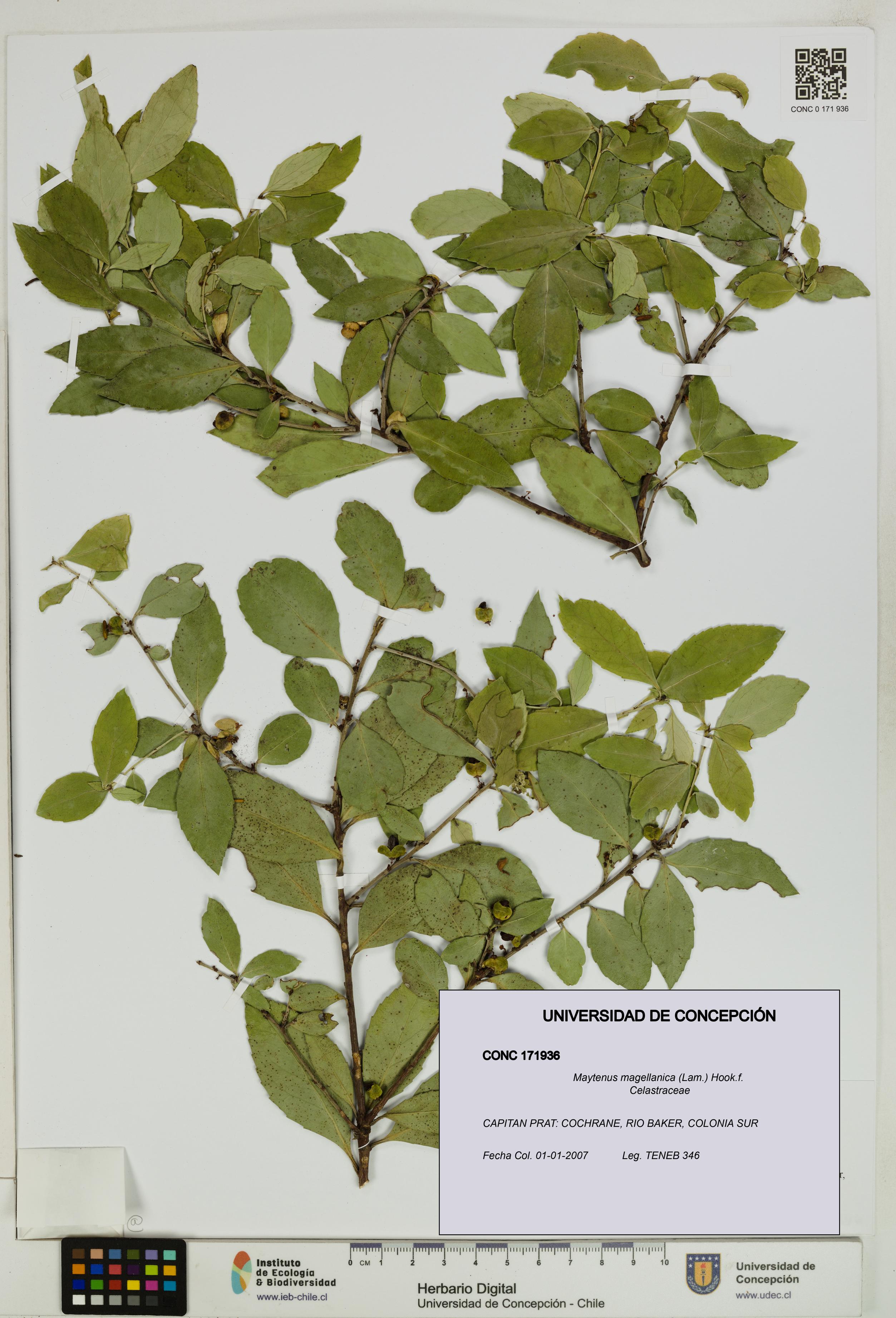 Maytenus magellanica [Espécimen: UDEC:CONC:0171936]