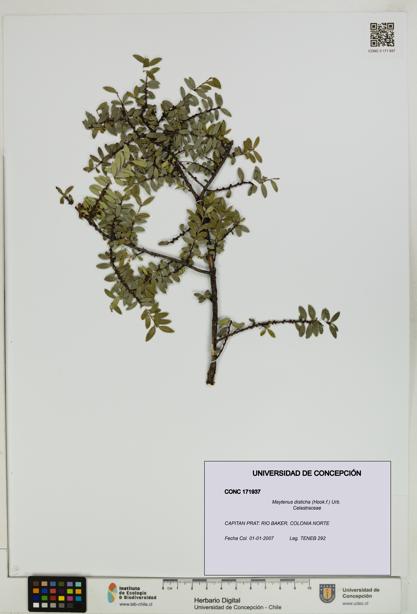 Maytenus disticha [Espécimen: UDEC:CONC:0171937]