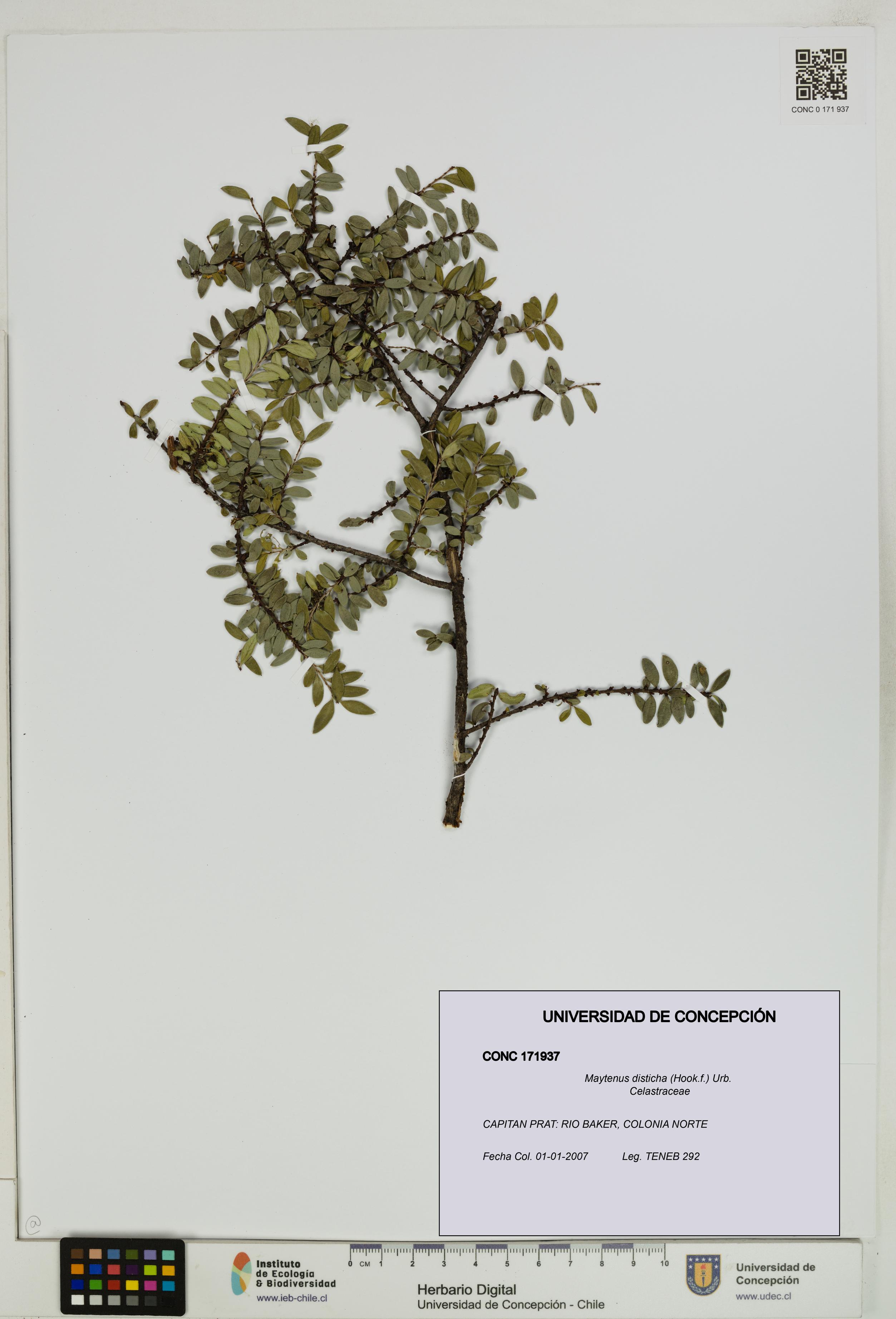 Maytenus disticha [Espécimen: UDEC:CONC:0171937]