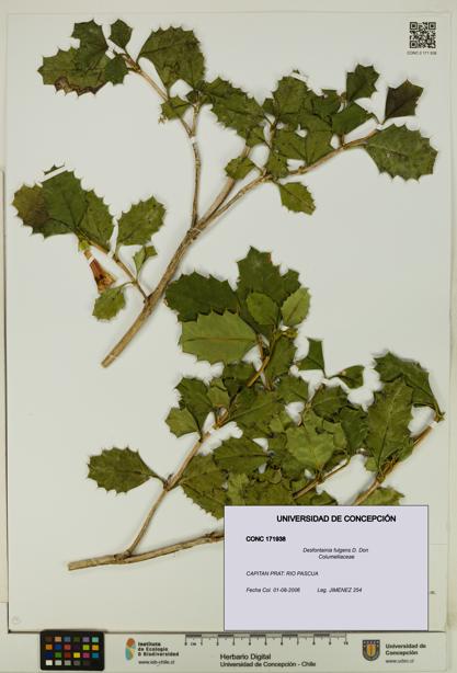 Desfontainia fulgens [Espécimen: UDEC:CONC:0171938]