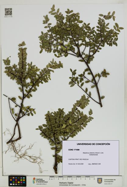 Maytenus disticha [Espécimen: UDEC:CONC:0171939]