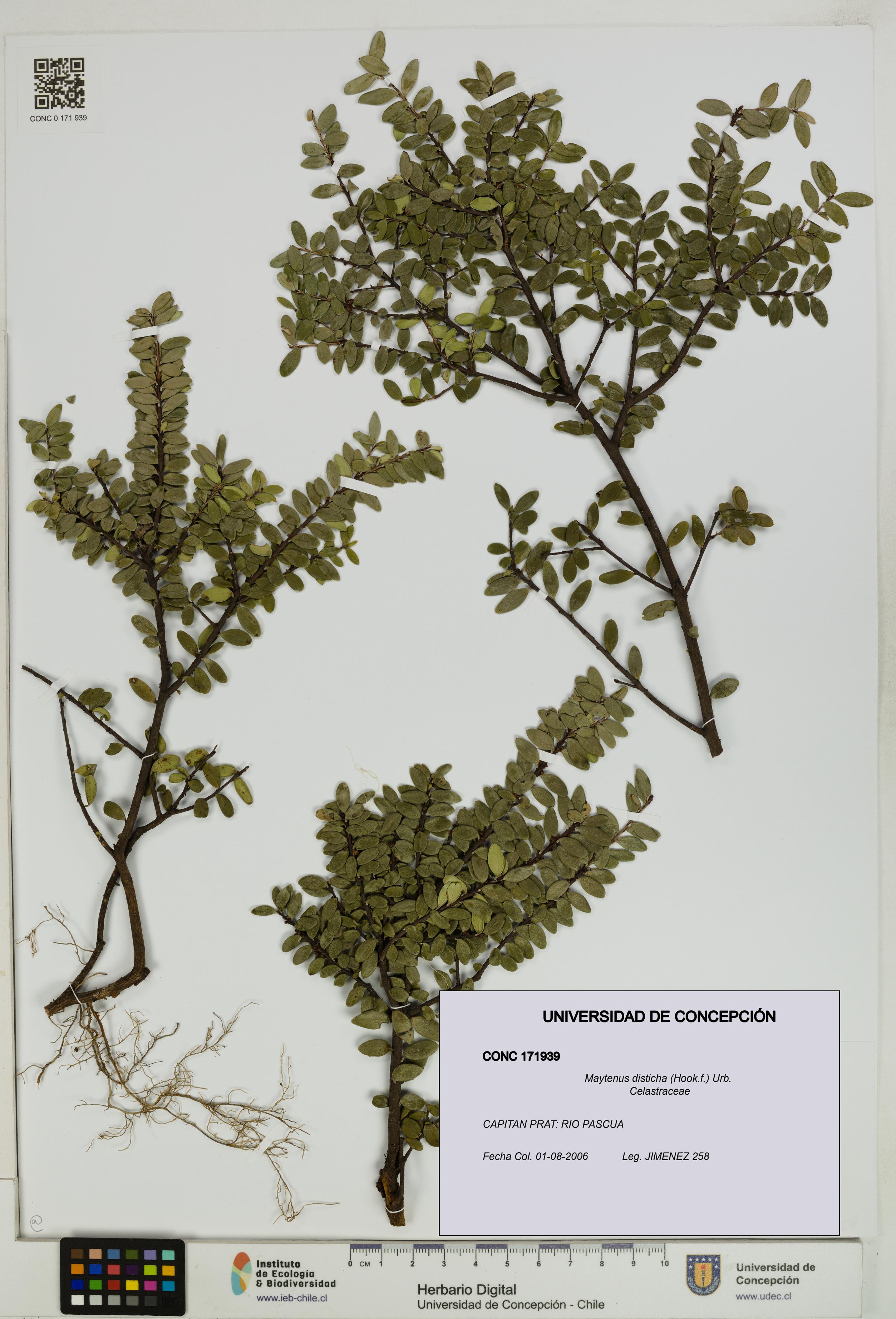 Maytenus disticha [Espécimen: UDEC:CONC:0171939]