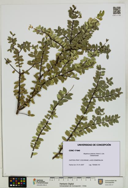 Maytenus disticha [Espécimen: UDEC:CONC:0171940]