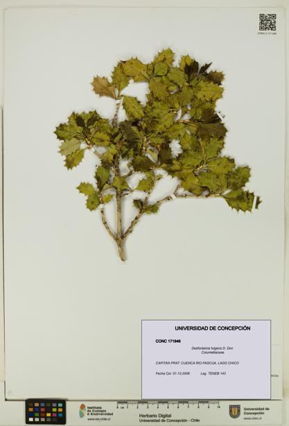 Desfontainia fulgens [Espécimen: UDEC:CONC:0171946]