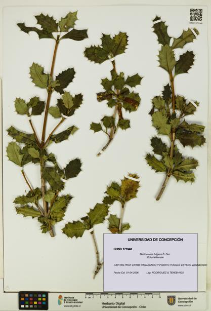 Desfontainia fulgens [Espécimen: UDEC:CONC:0171948]