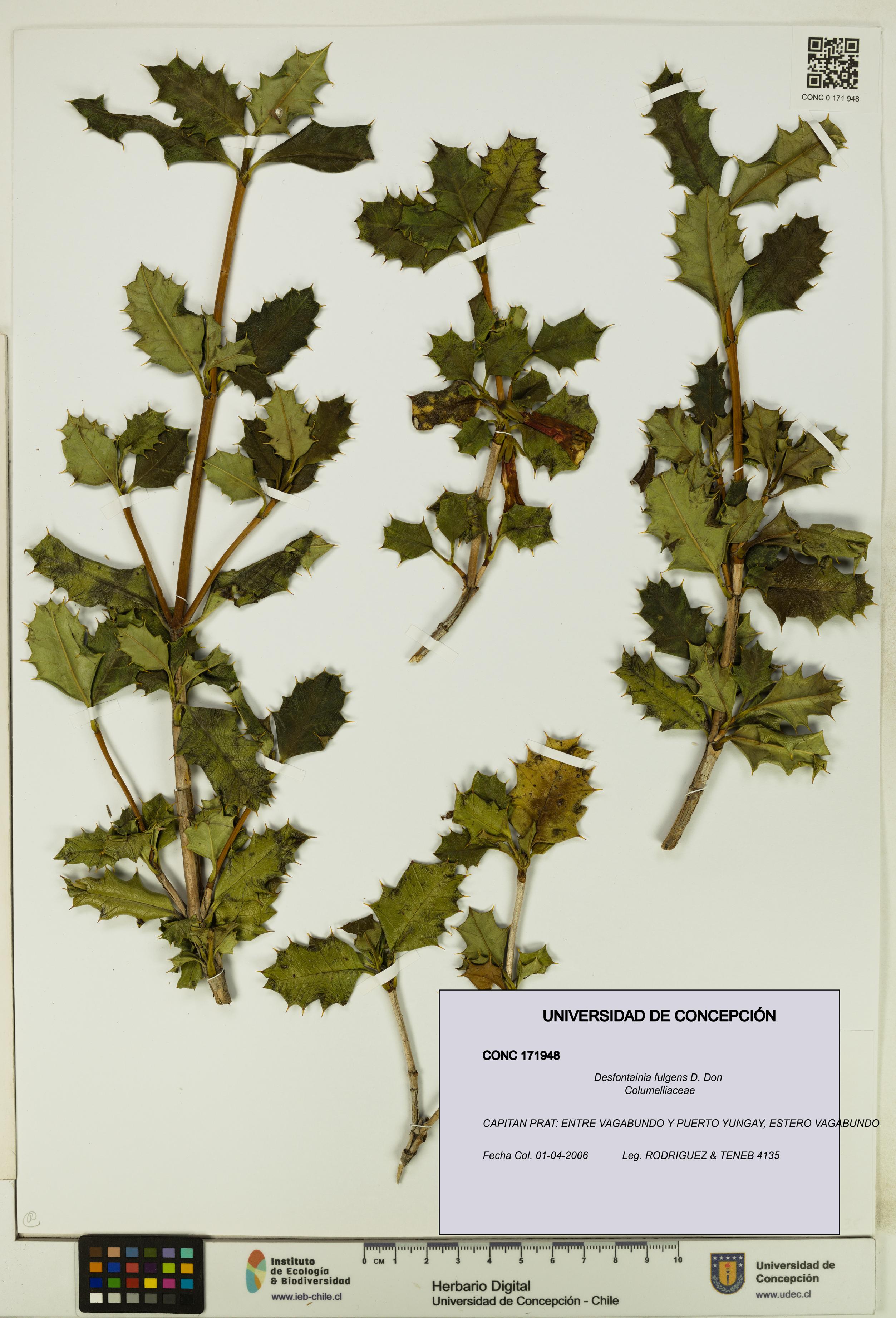 Desfontainia fulgens [Espécimen: UDEC:CONC:0171948]
