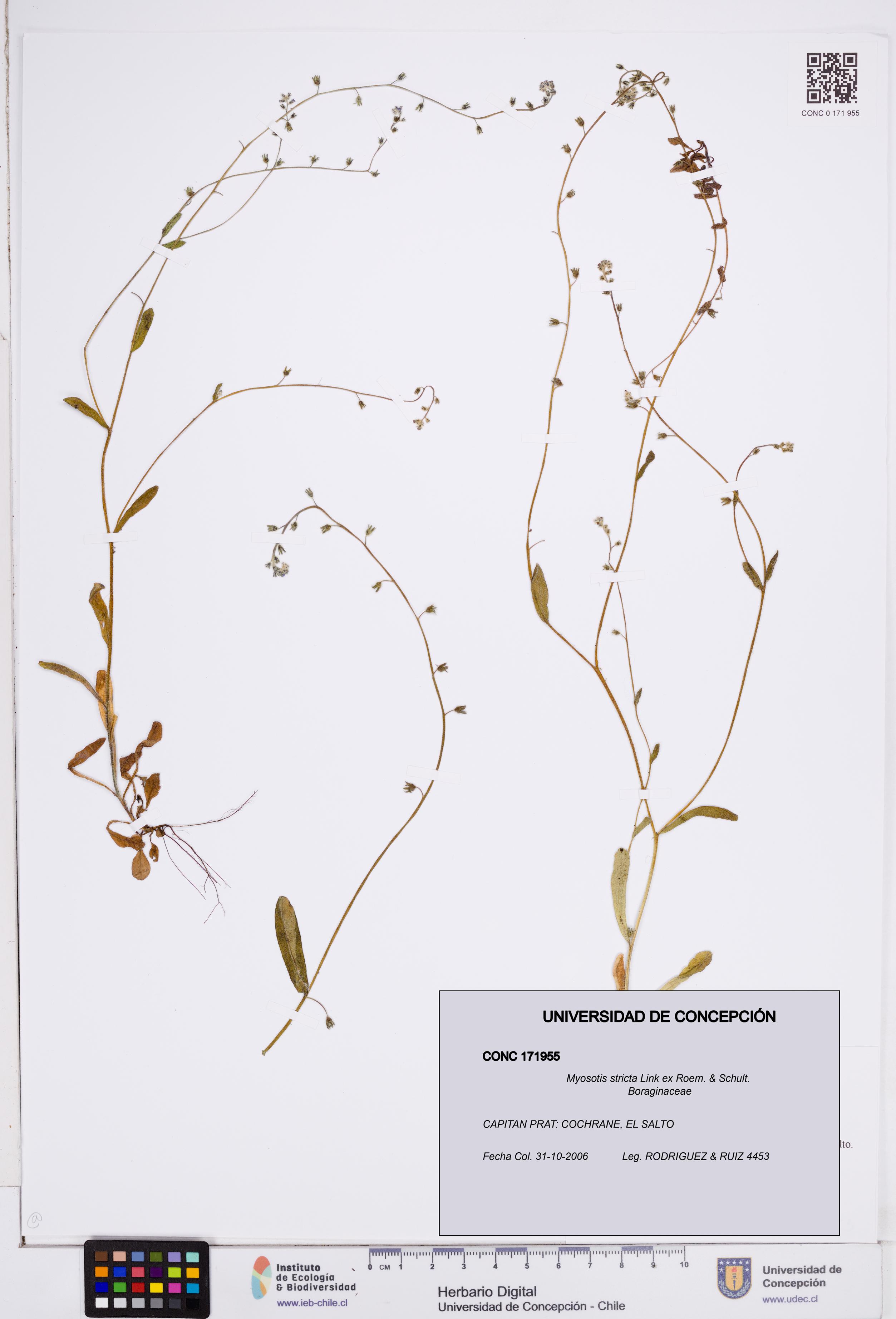 Myosotis stricta [Espécimen: ]