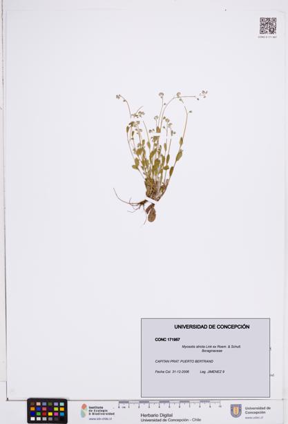 Myosotis stricta [Espécimen: ]