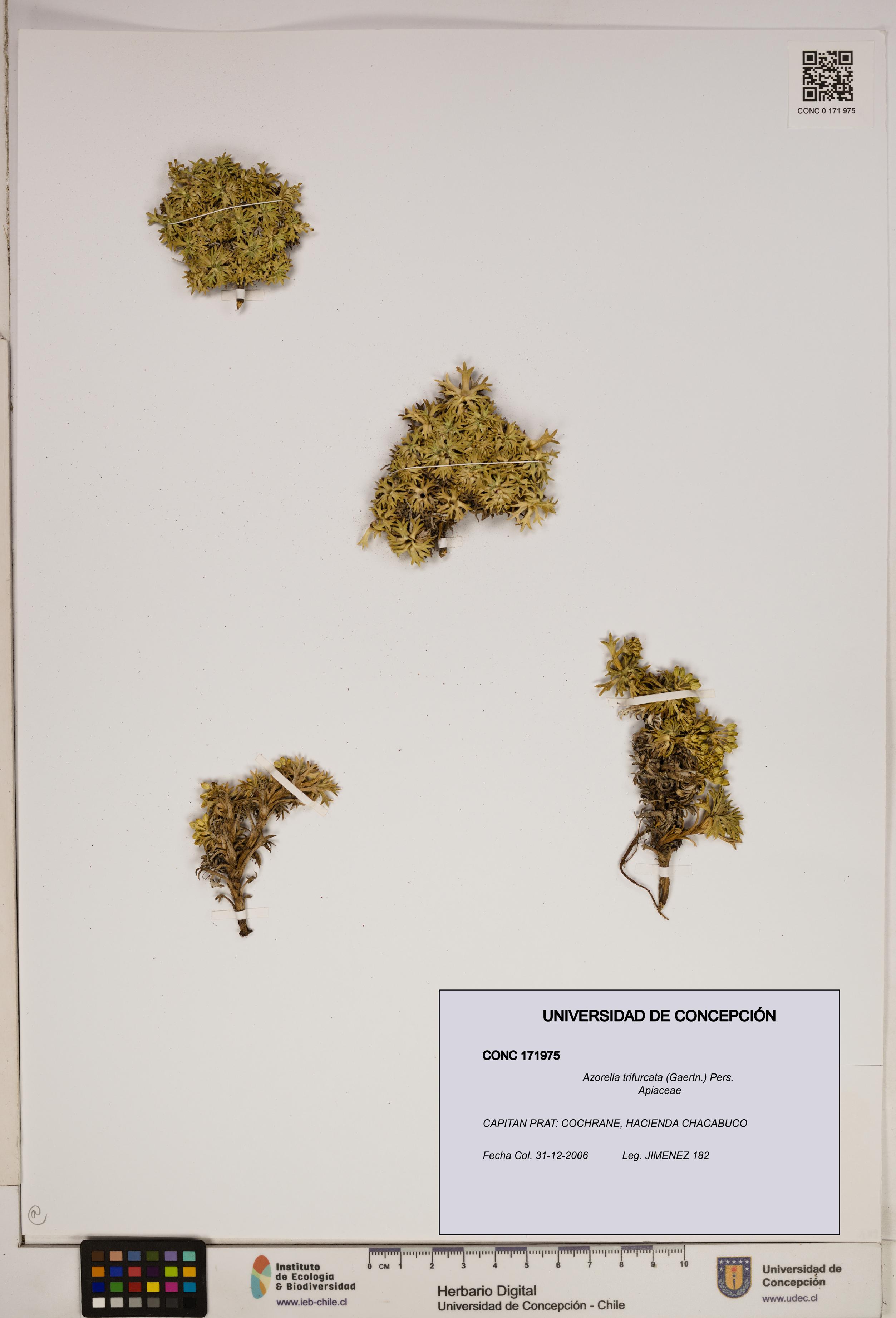 Azorella trifurcata [Espécimen: ]