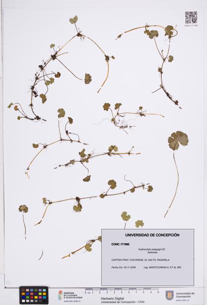 Hydrocotyle poeppigii [Espécimen: ]