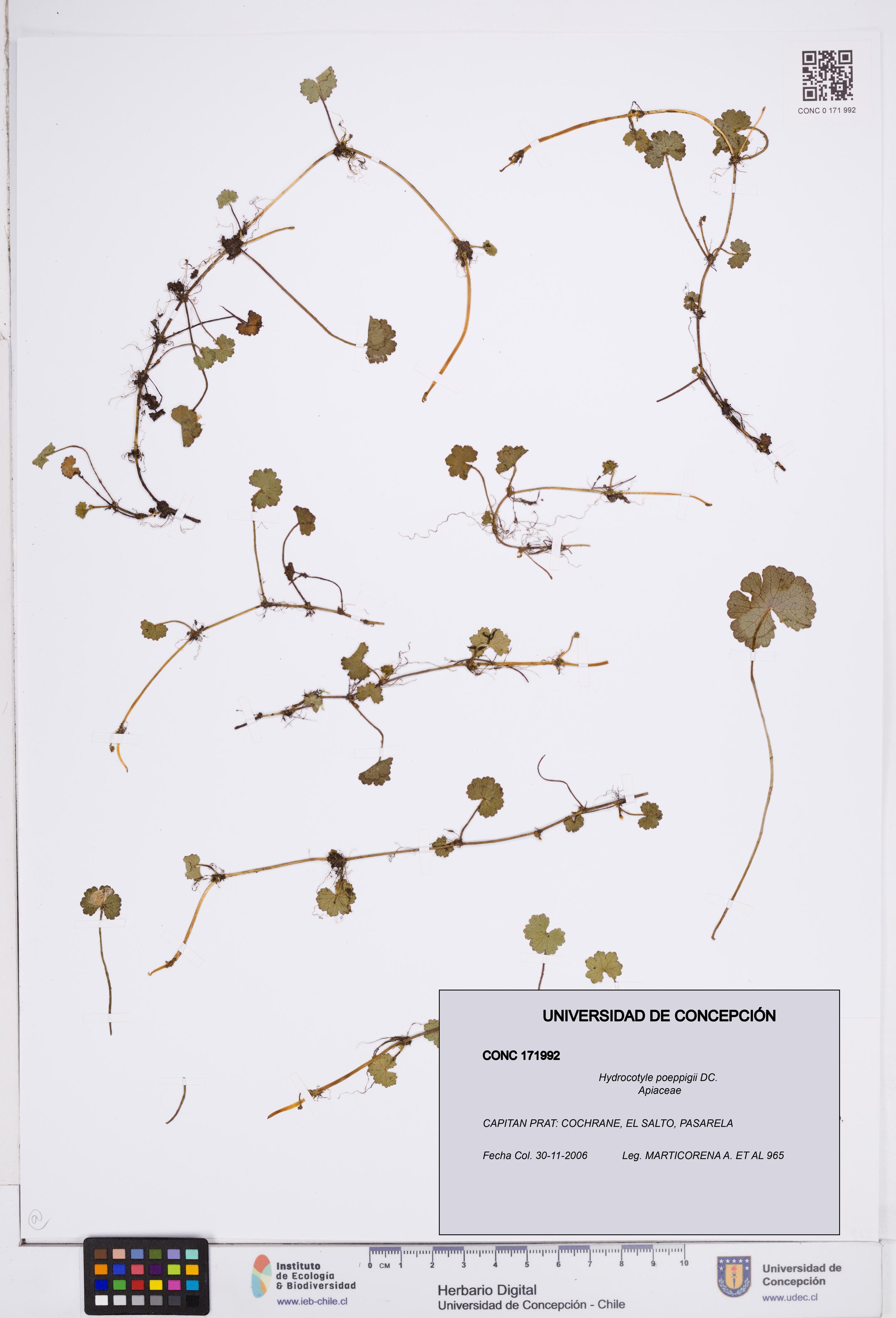 Hydrocotyle poeppigii [Espécimen: ]