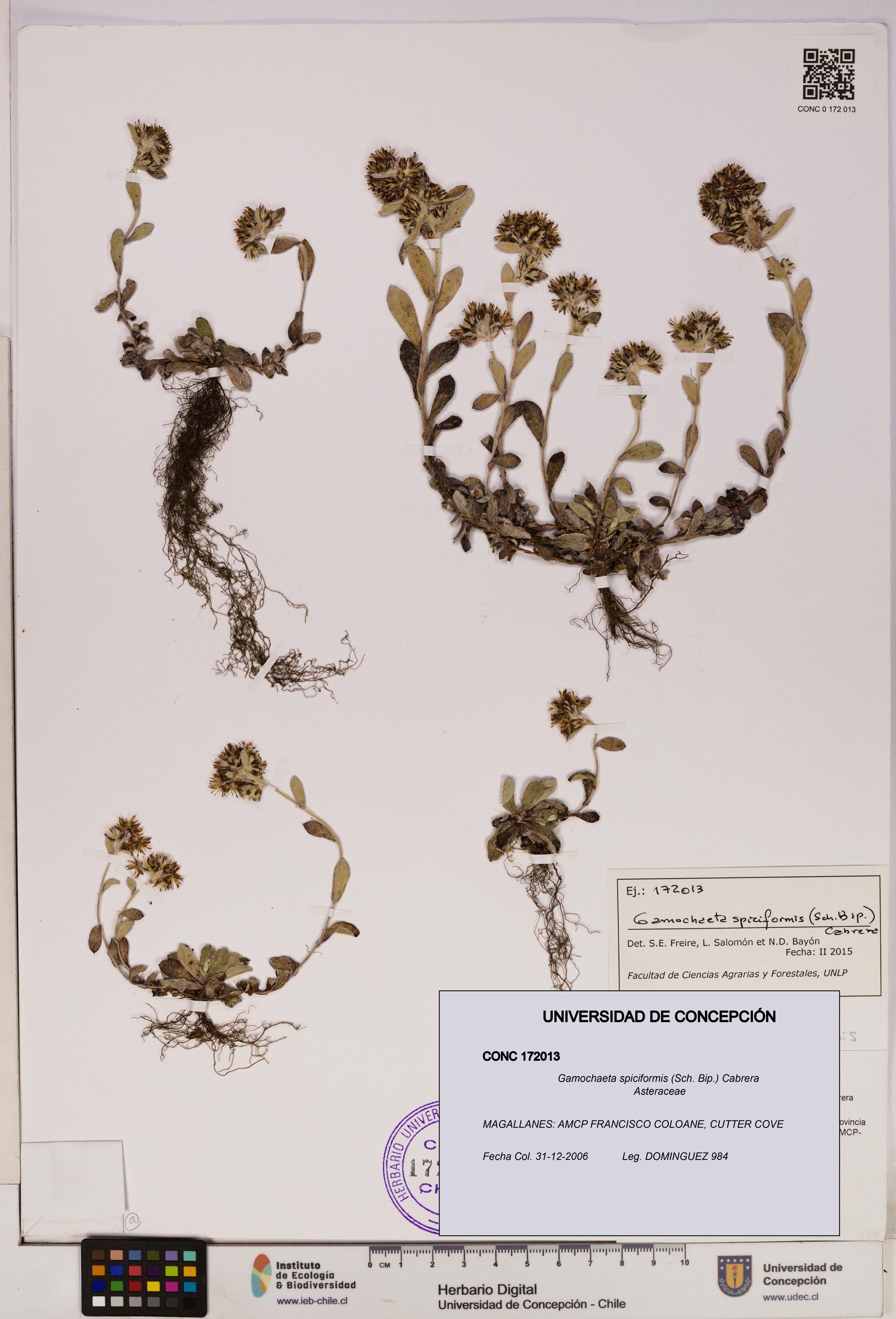 Gamochaeta spiciformis [Espécimen: UDEC:CONC:0172013]