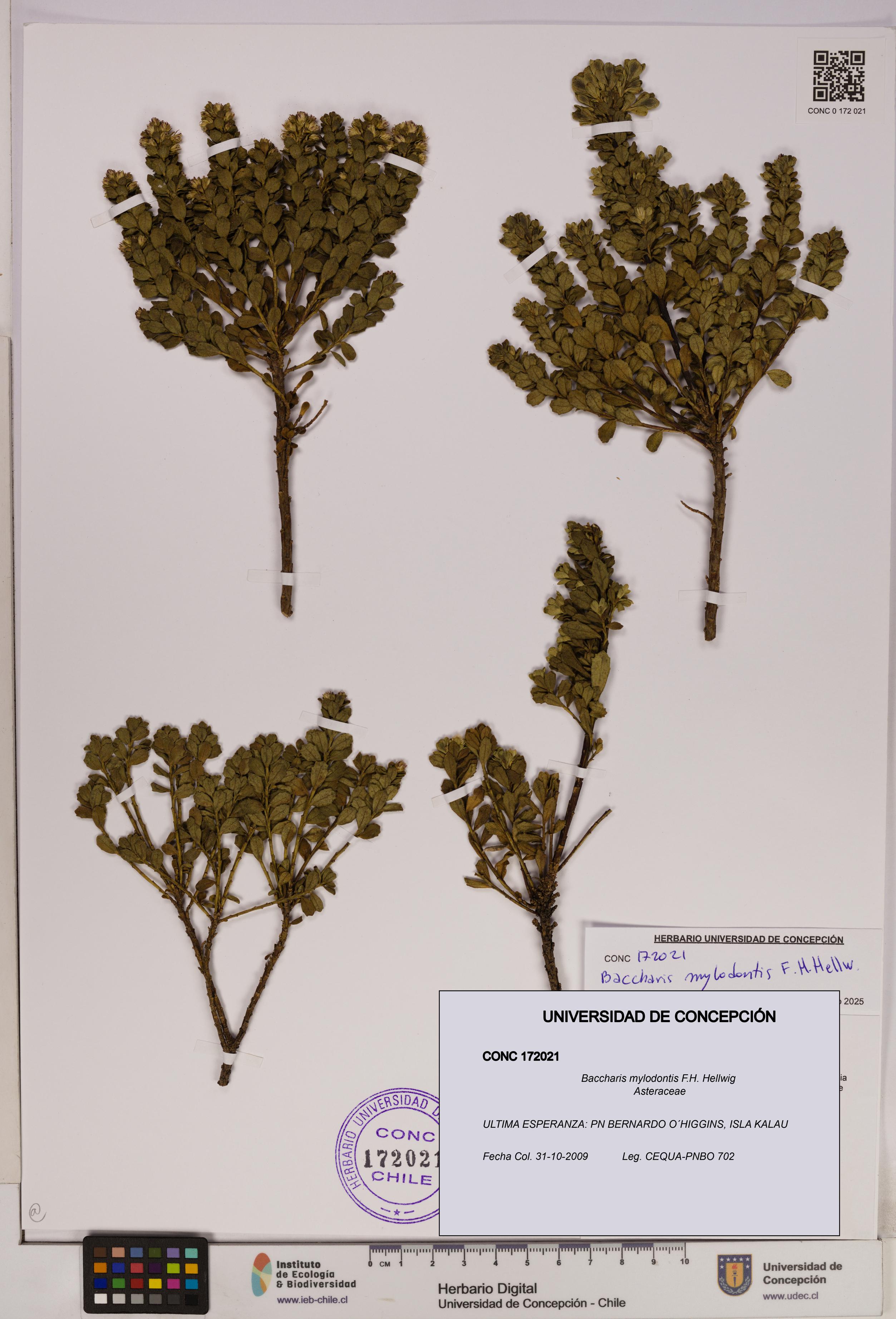 Baccharis mylodontis [Espécimen: UDEC:CONC:0172021]