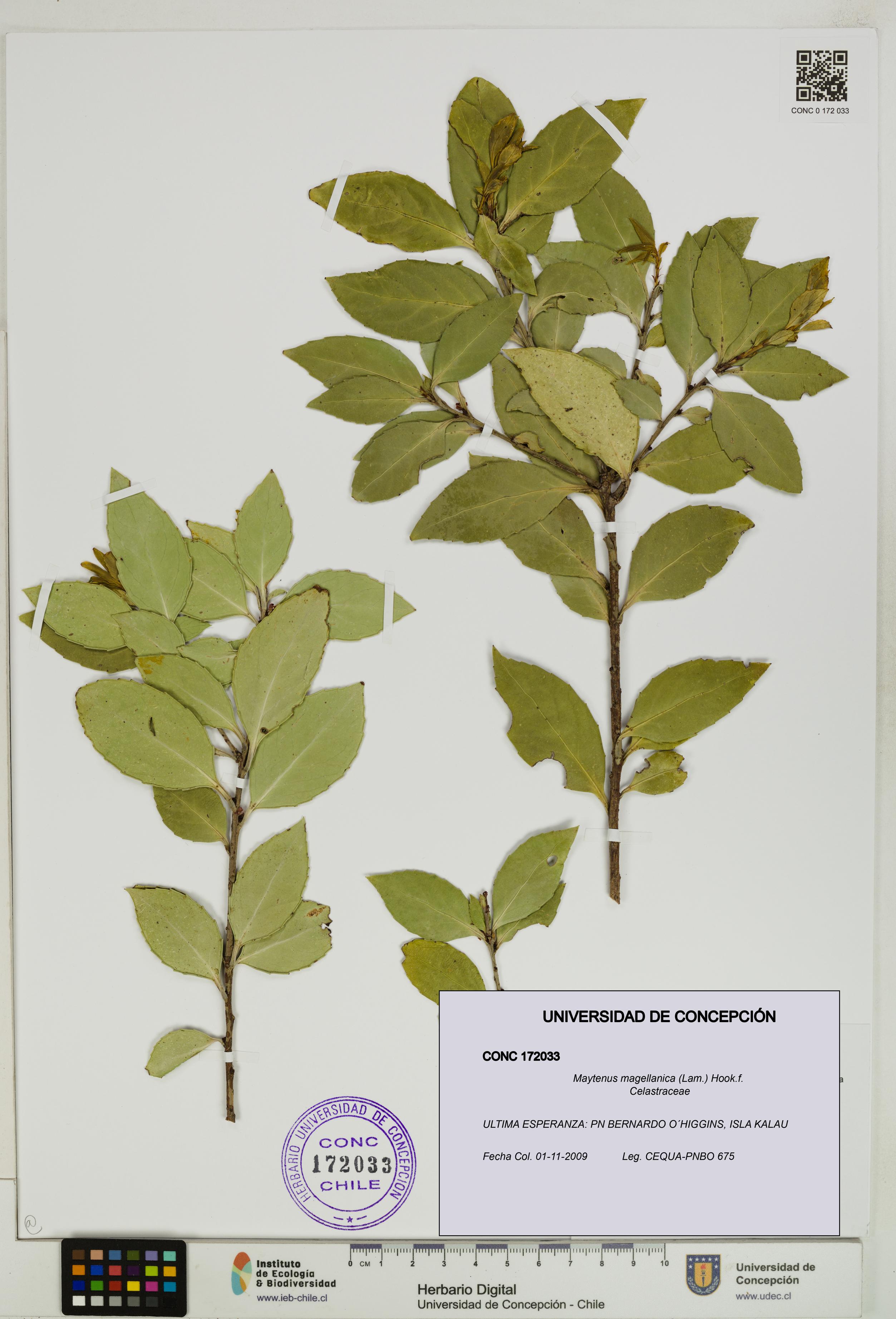 Maytenus magellanica [Espécimen: UDEC:CONC:0172033]