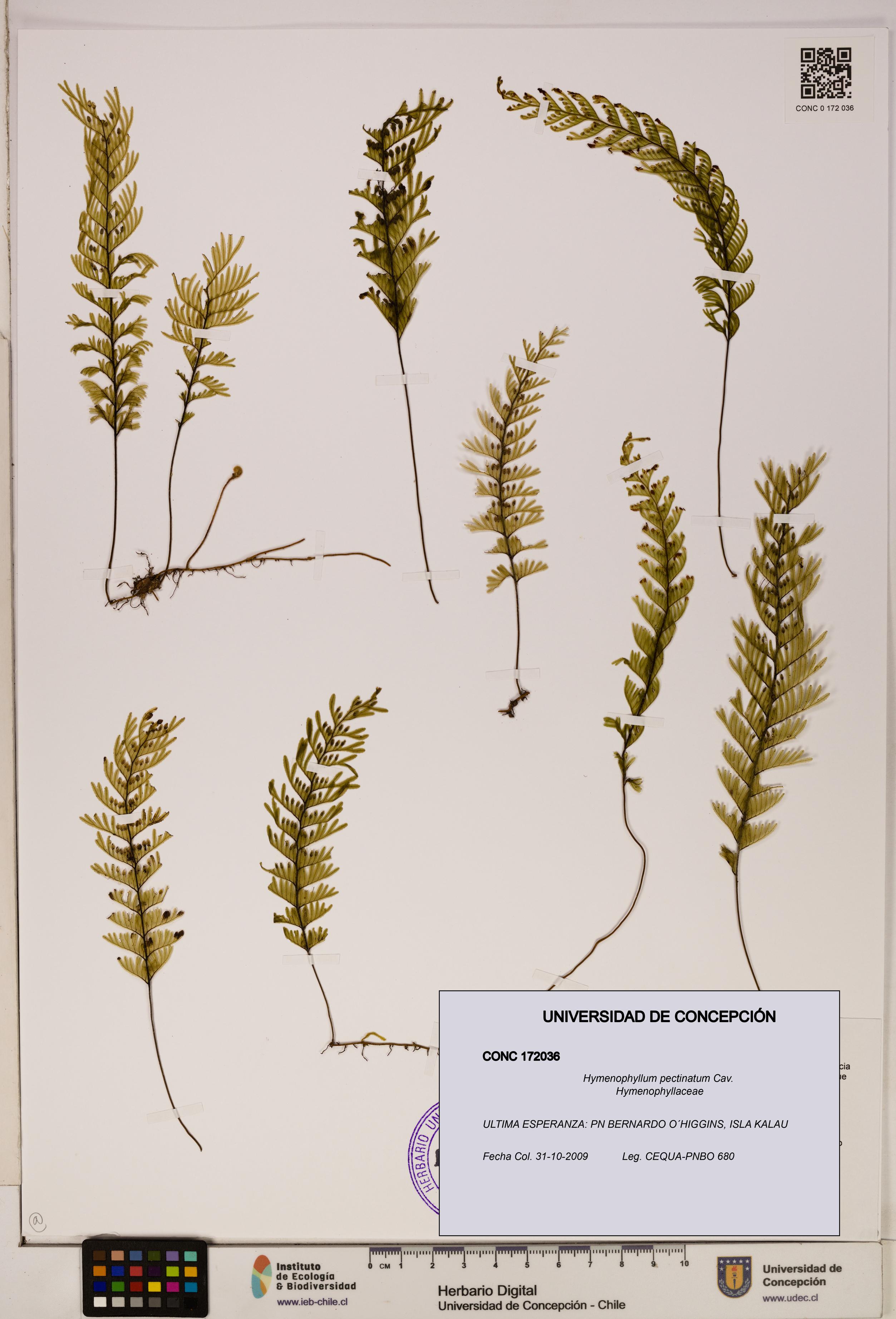 Hymenophyllum pectinatum [Espécimen: ]
