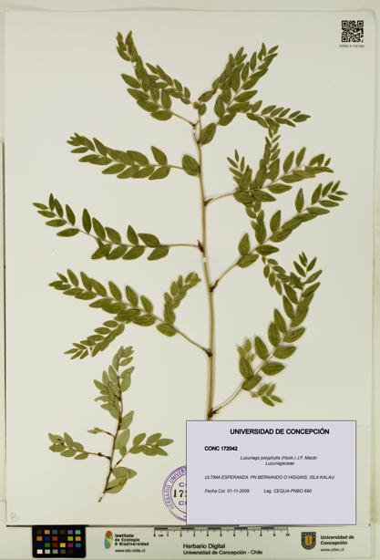 Luzuriaga polyphylla [Espécimen: UDEC:CONC:0172042]