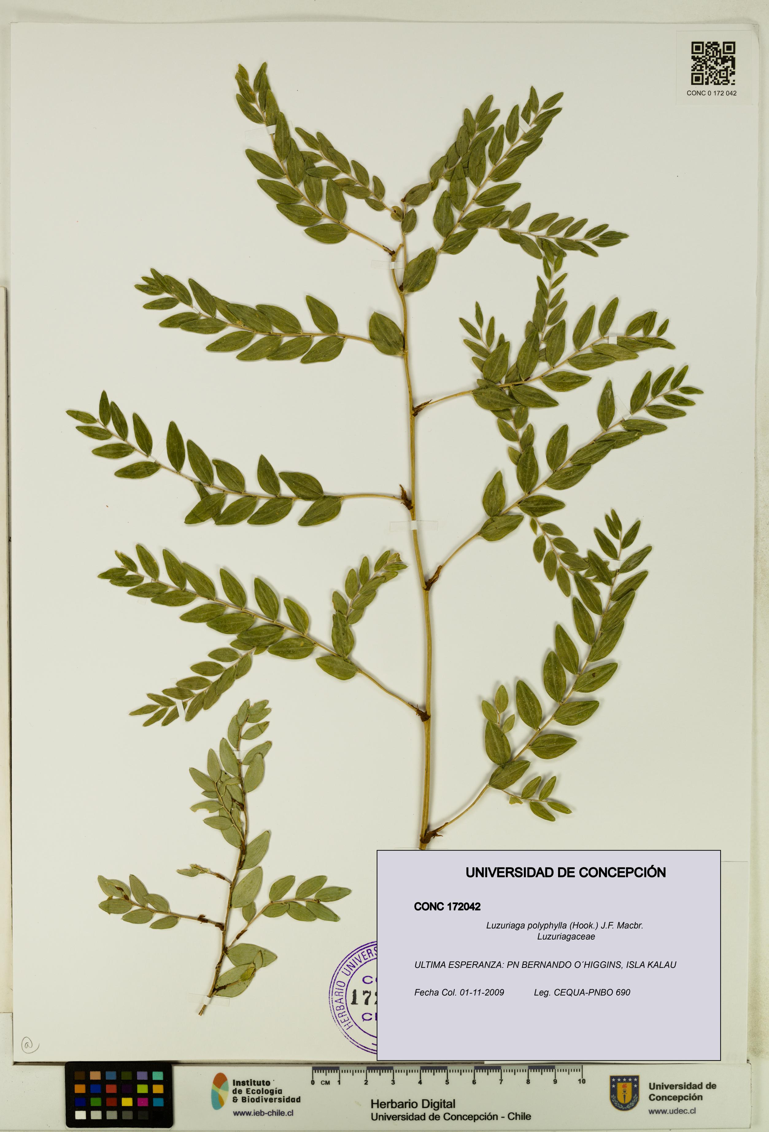 Luzuriaga polyphylla [Espécimen: UDEC:CONC:0172042]