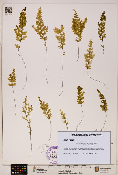 Hymenophyllum cuneatum [Espécimen: UDEC:CONC:0172046]