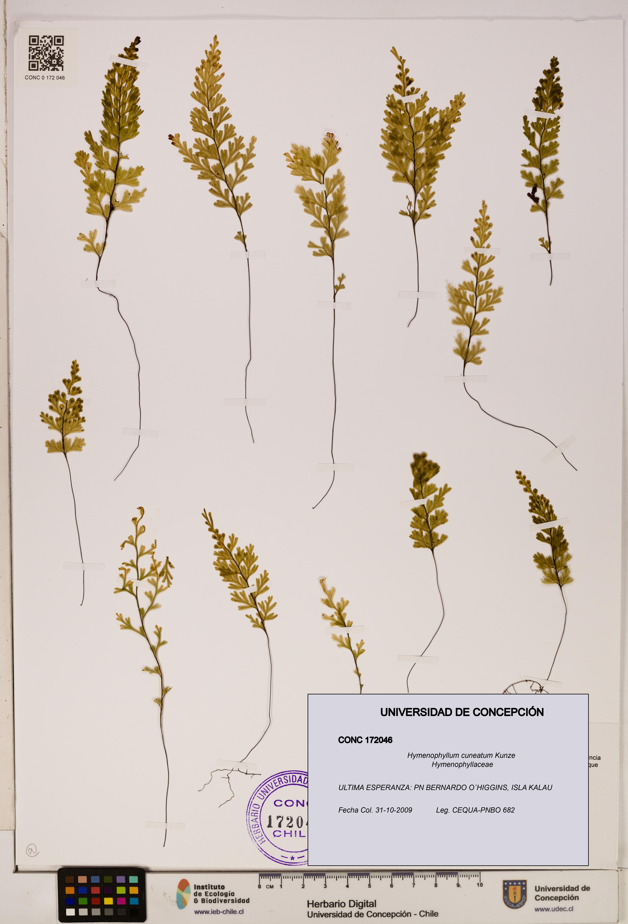 Hymenophyllum cuneatum [Espécimen: UDEC:CONC:0172046]