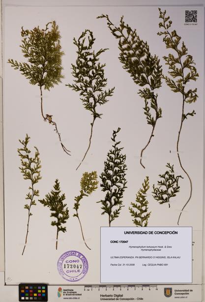 Hymenophyllum tortuosum [Espécimen: ]