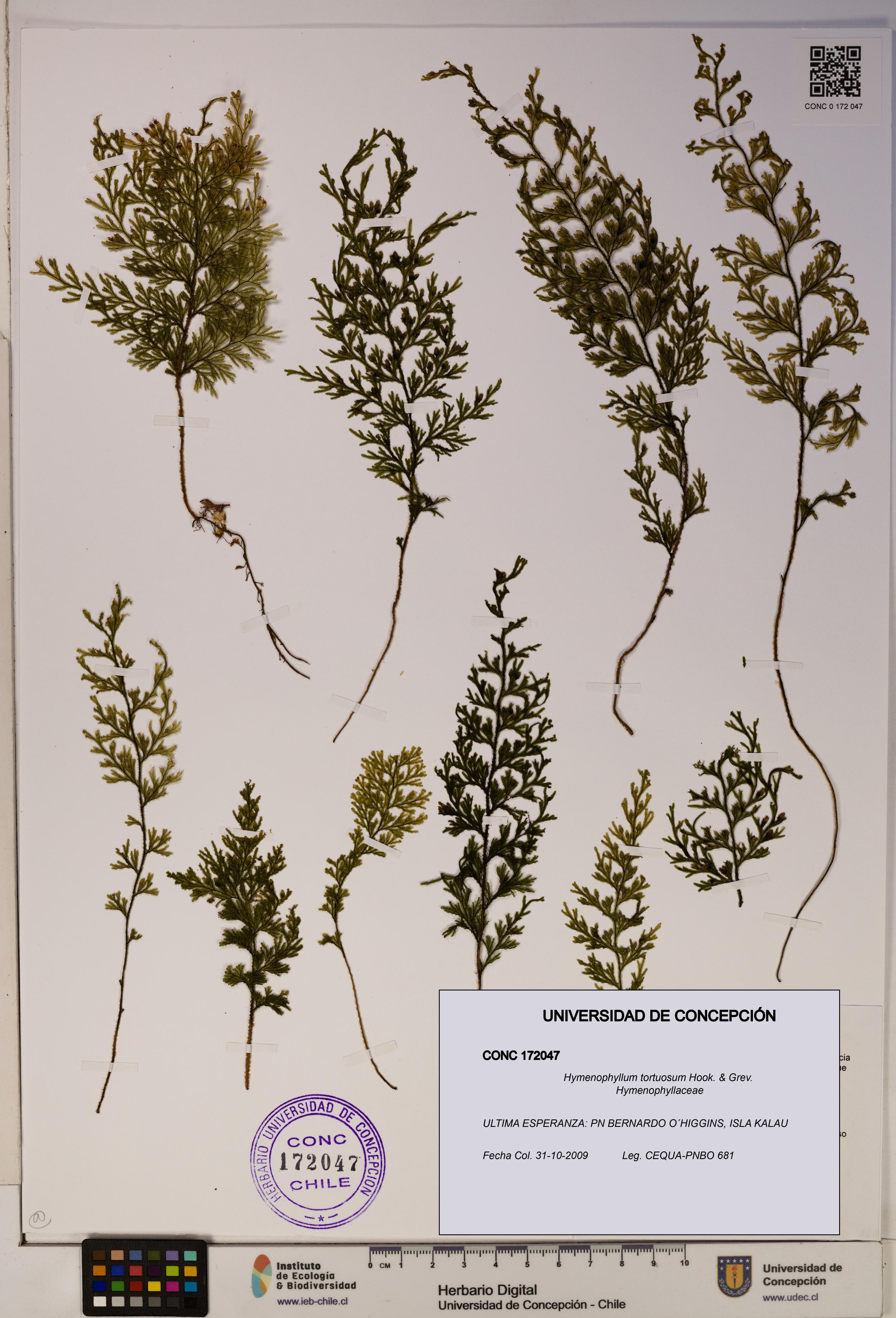Hymenophyllum tortuosum [Espécimen: ]
