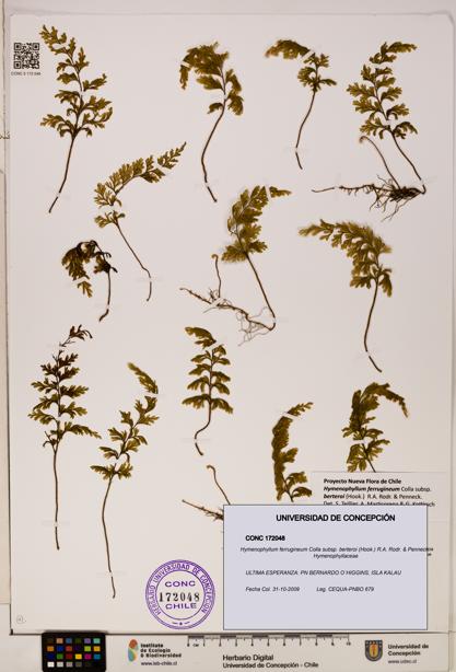 Hymenophyllum ferrugineum [Espécimen: UDEC:CONC:0172048]