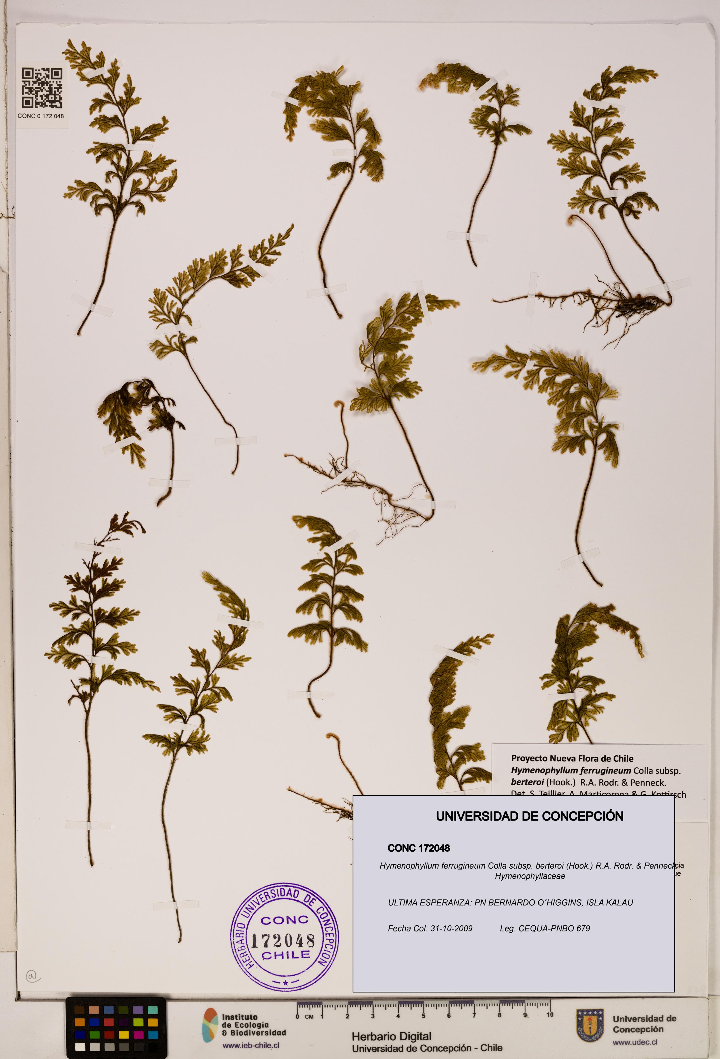 Hymenophyllum ferrugineum [Espécimen: UDEC:CONC:0172048]