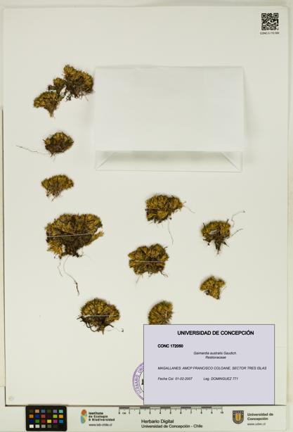 Gaimardia australis [Espécimen: UDEC:CONC:0172050]