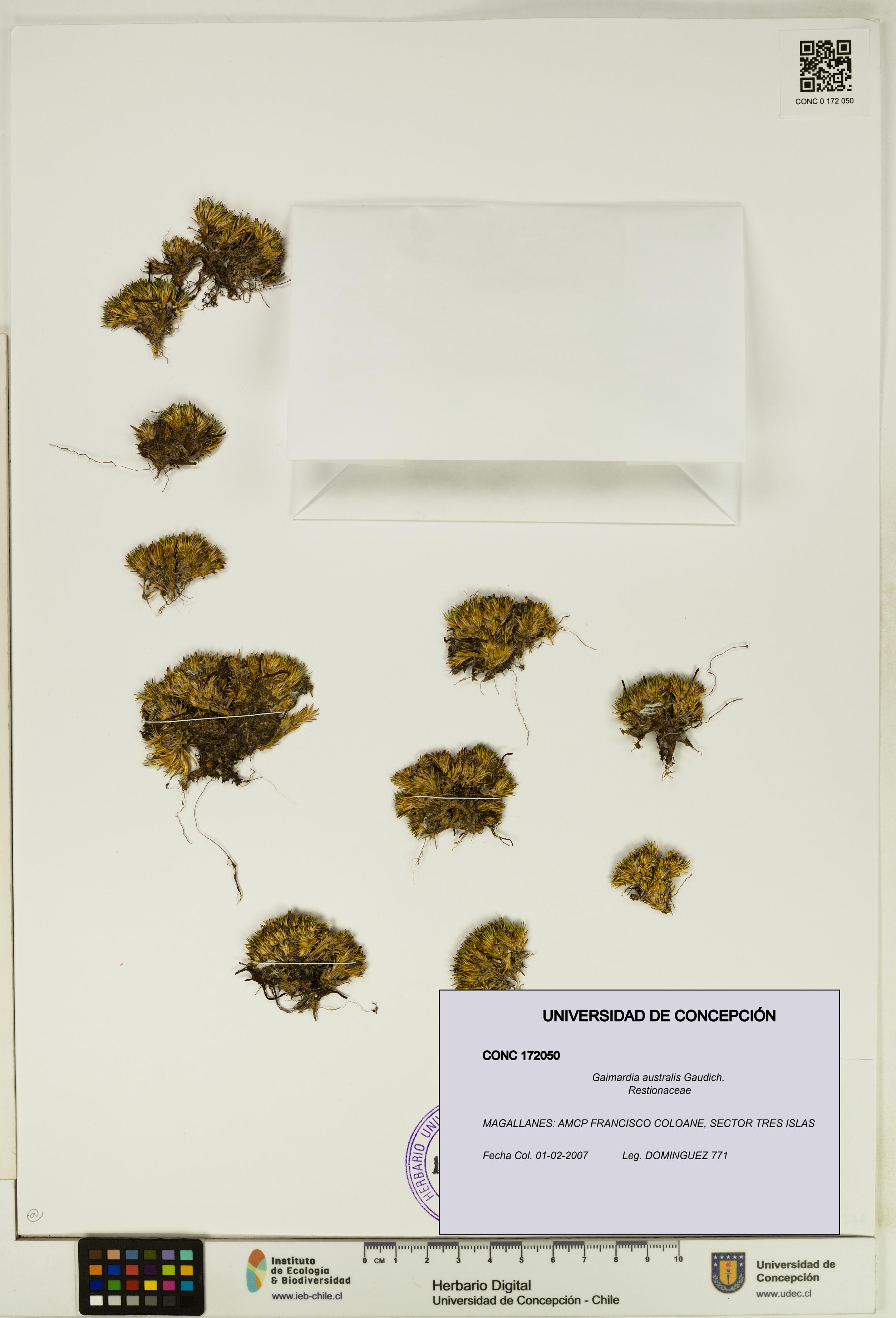 Gaimardia australis [Espécimen: UDEC:CONC:0172050]