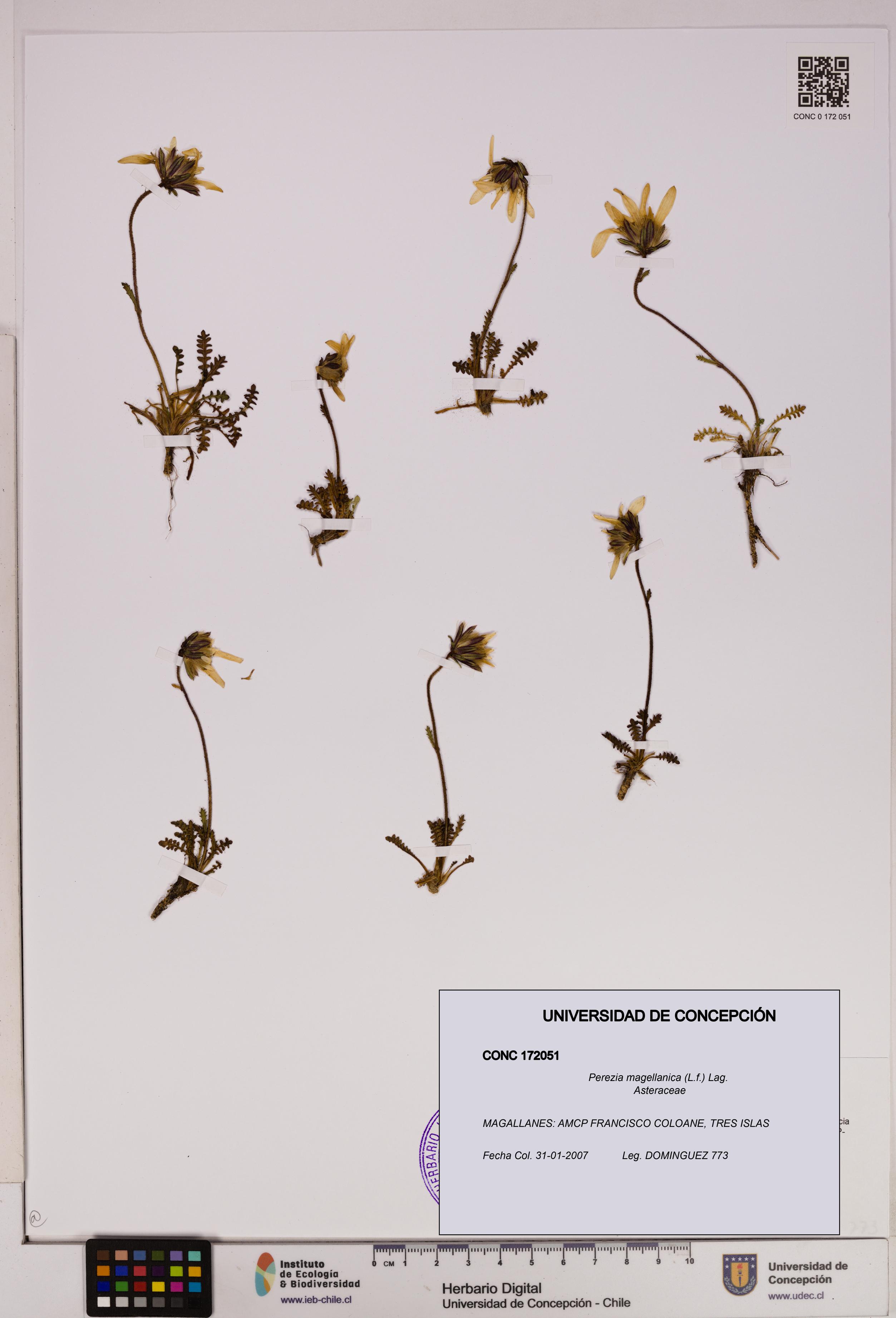 Perezia magellanica [Espécimen: UDEC:CONC:0172051]