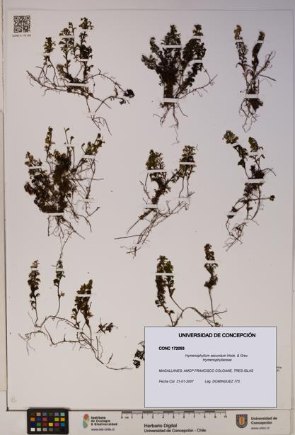 Hymenophyllum secundum [Espécimen: ]