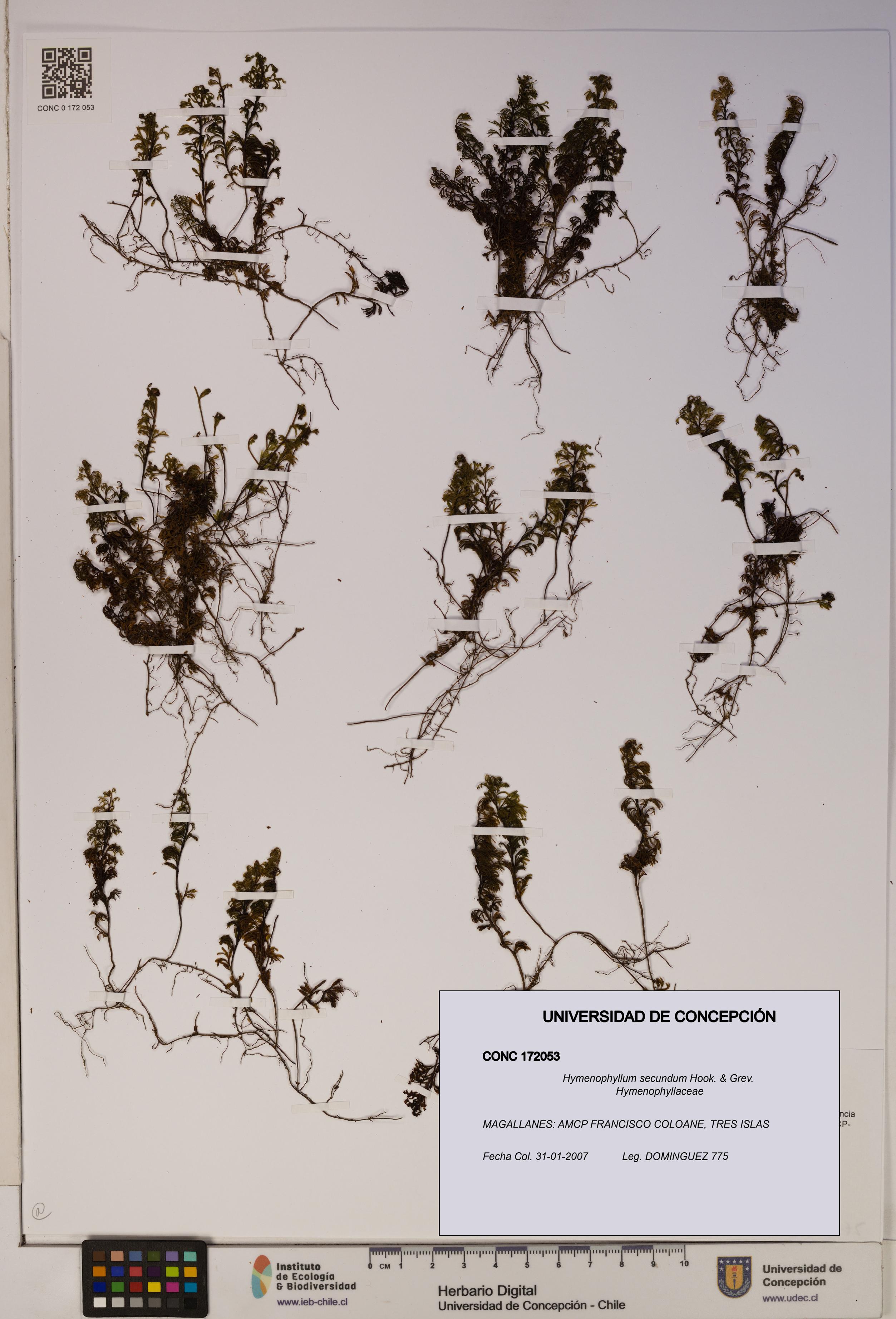 Hymenophyllum secundum [Espécimen: ]
