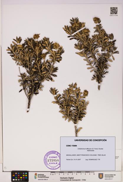 Chiliotrichum diffusum [Espécimen: UDEC:CONC:0172054]