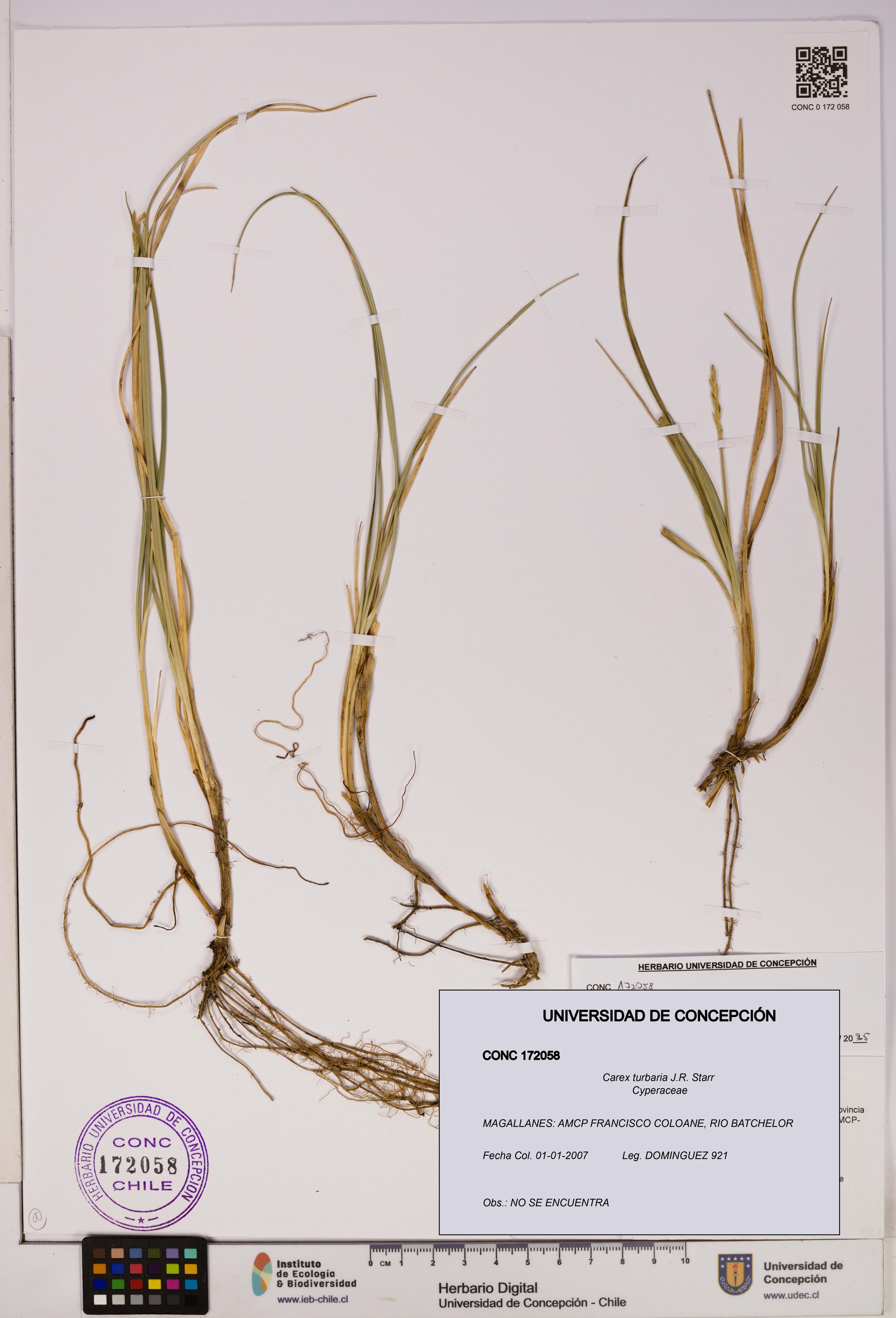 Carex turbaria [Espécimen: UDEC:CONC:0172058]