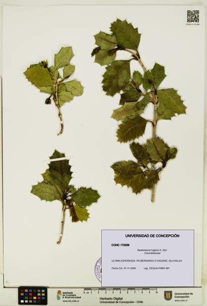 Desfontainia fulgens [Espécimen: UDEC:CONC:0172059]