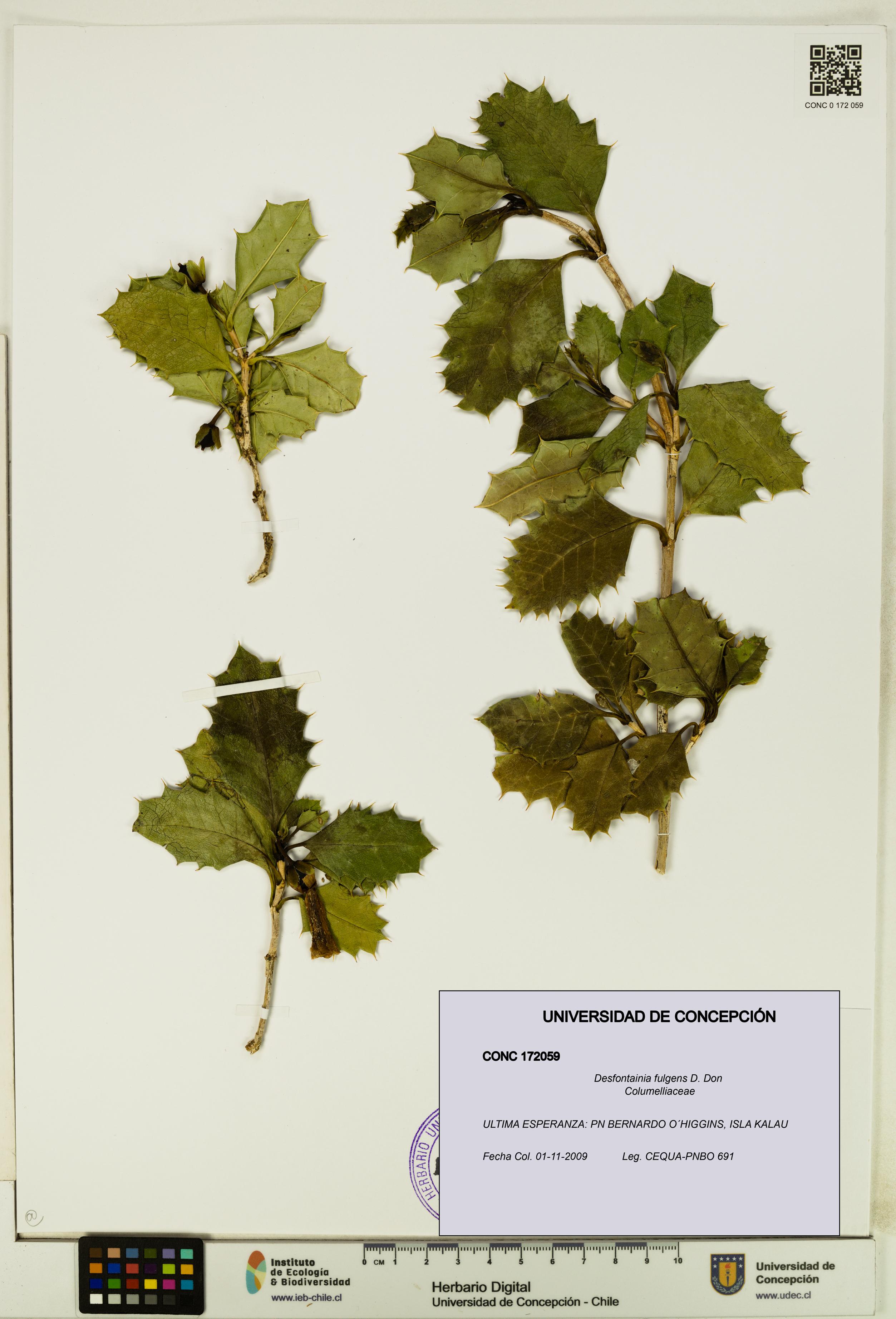 Desfontainia fulgens [Espécimen: UDEC:CONC:0172059]