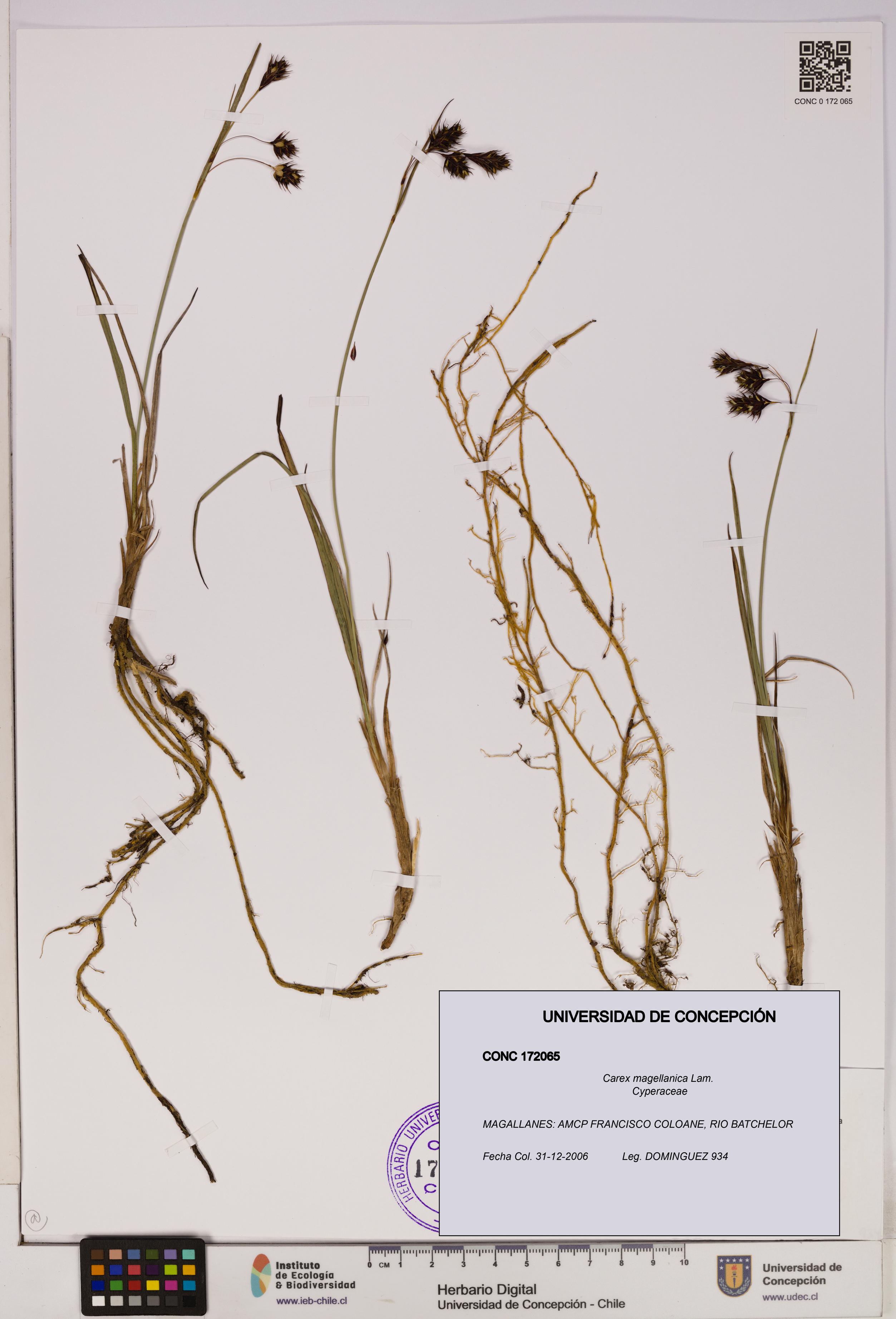 Carex magellanica [Espécimen: UDEC:CONC:0172065]