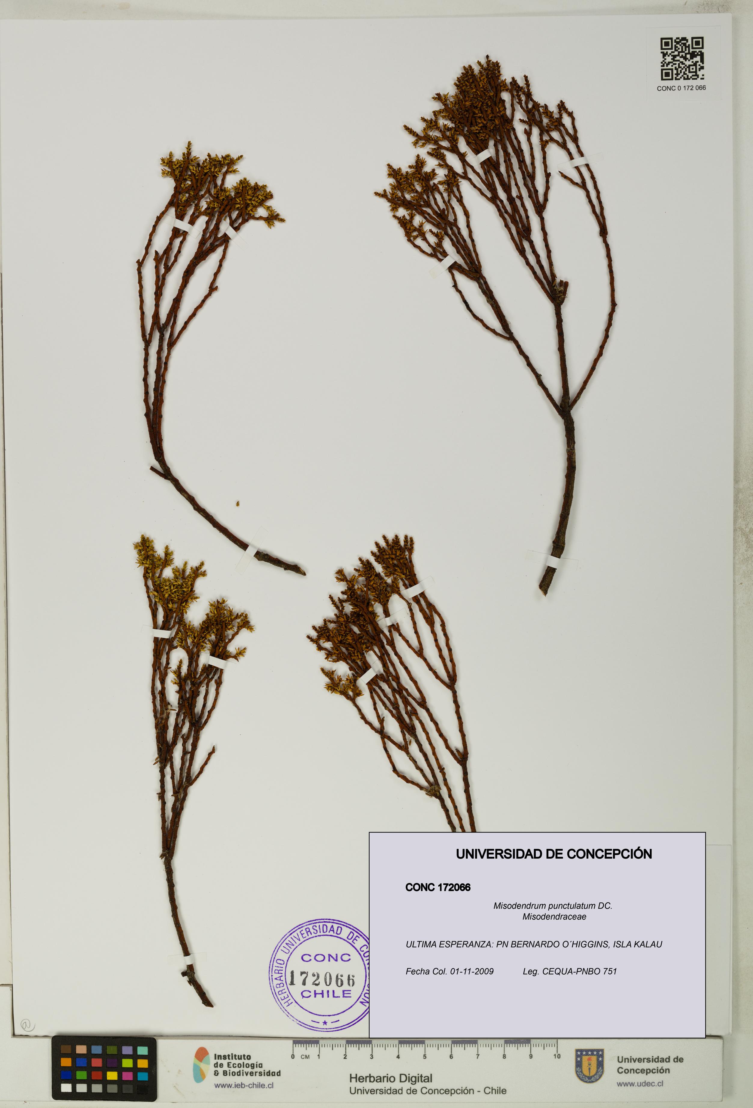 Misodendrum punctulatum [Espécimen: UDEC:CONC:0172066]