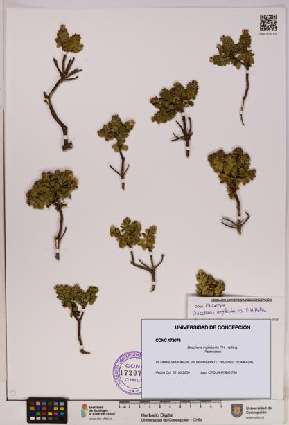 Baccharis mylodontis [Espécimen: UDEC:CONC:0172078]