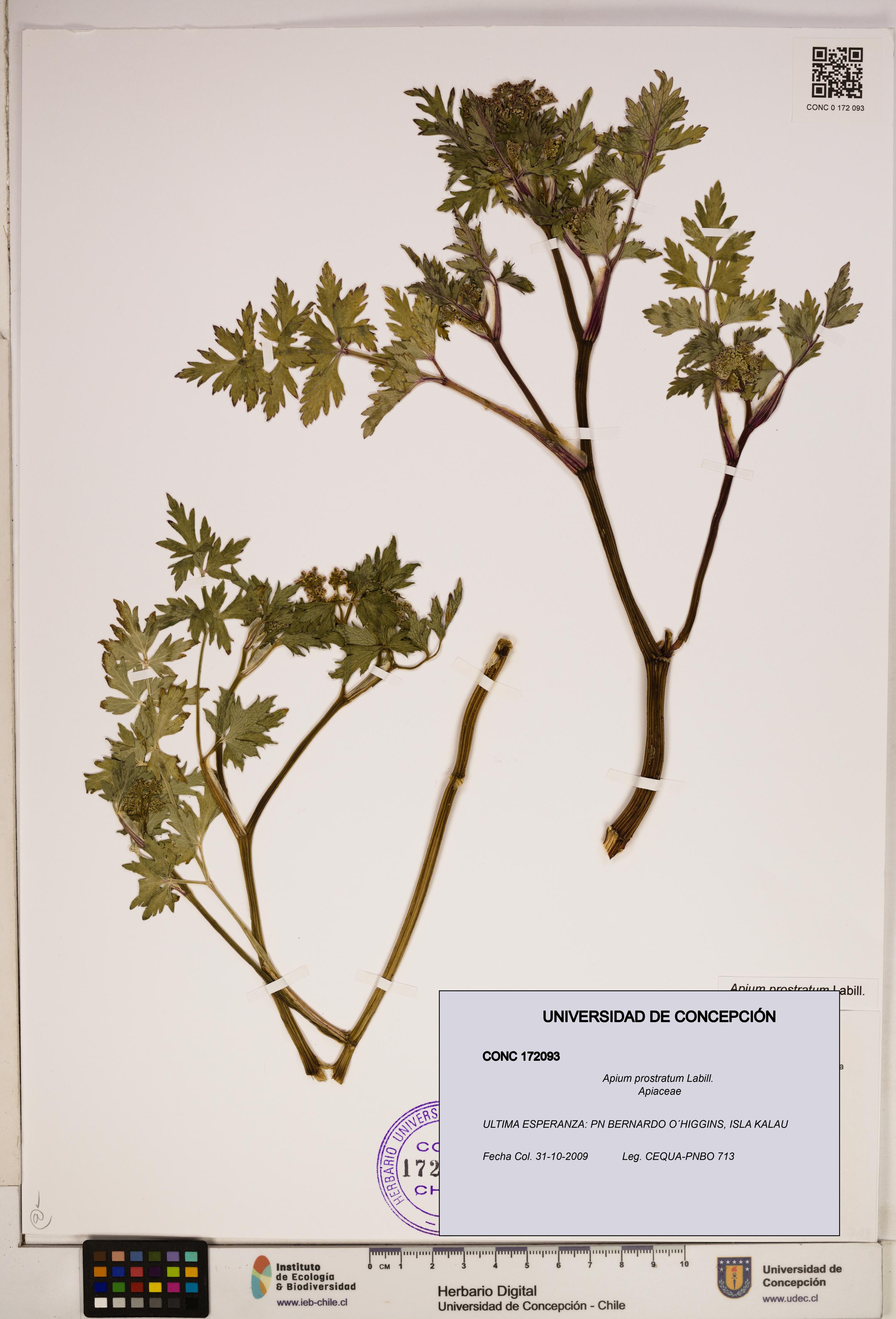 Apium prostratum [Espécimen: ]