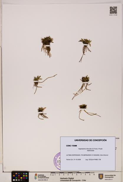 Haplosticha trifurcata [Espécimen: UDEC:CONC:0172096]